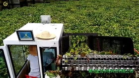 水面清道夫 全自動(dòng)垃圾打撈船在景區(qū)水域的革新應(yīng)用